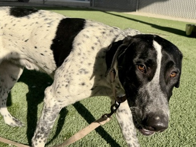 Animal information 61820314 Located At: Fresno Humane Animal Services - 1510 W Dan Ronquillo Drive Description: My name is Spoopy. I am a male, black and white German Shorthaired Pointer and Hound. Age: The shelter staff think I am about 2 years and 1 month old. More Info: I have been at the shelter since Sep 29, 2026. Shelter information Location: Fresno Humane Animal Services - 1510 W Dan Ronquillo Drive Website: www.fresnohumane.org Phone Number: (559) 600-7387 Address: 1510 West Dan Ronquillo Drive Fresno, CA 93706